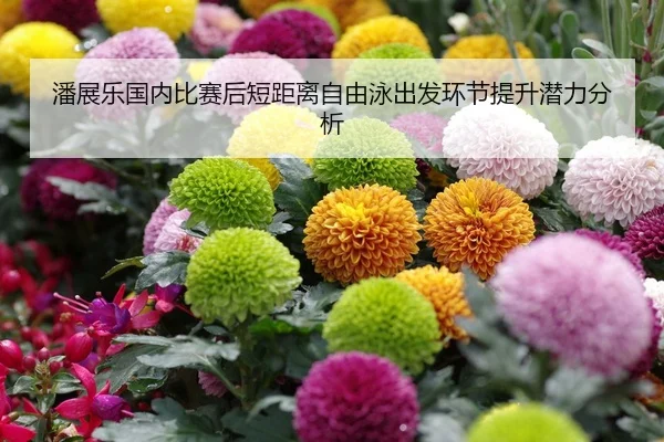 潘展乐国内比赛后短距离自由泳出发环节提升潜力分析